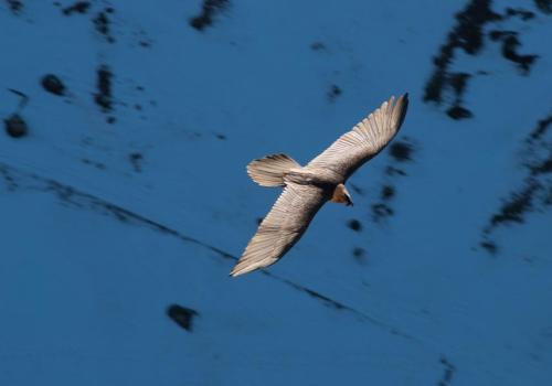 Découverte des rapaces de Vanoise à Aussois - Gypaète barbu en vol