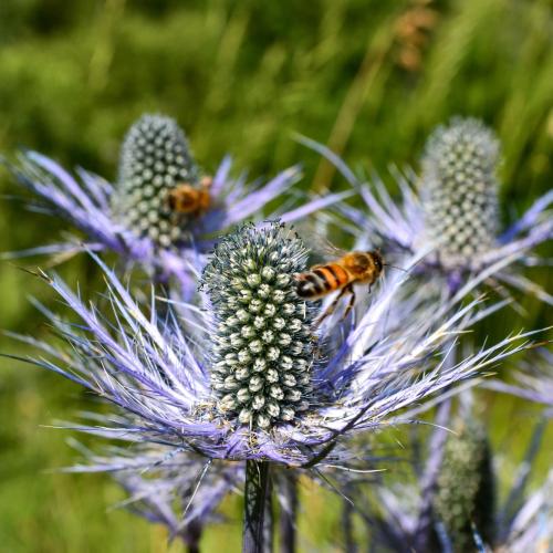 Inflorescences de chardon bleu visitées par des insectes butineurs