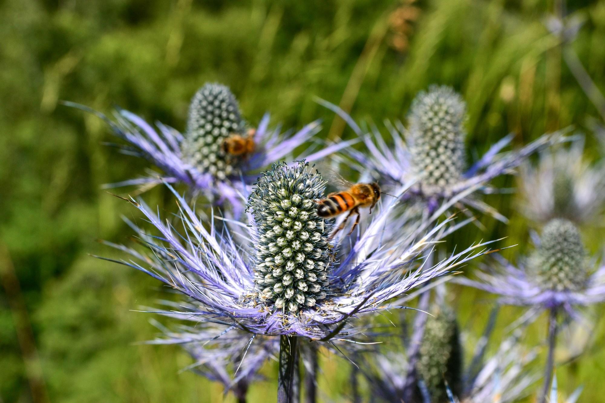 Inflorescences de chardon bleu visitées par des insectes butineurs