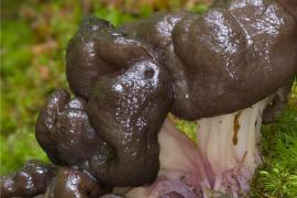 champignons