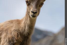 3pnv020613-pn-vanoise-herrmann_mylene-750px.jpg
