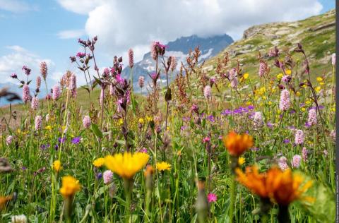 A la découverte des fleurs - Power Flower !_Val-Cenis