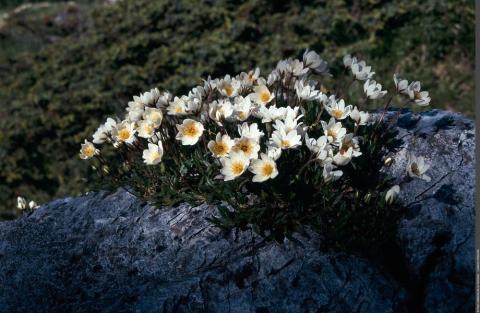 Visite commentée de l'exposition "Coup de chaud sur les plantes arctico-alpines"_Modane - Dryade à 8 pétales