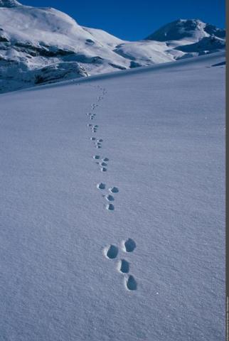 Visite commentée de l'exposition "Traces et indices de vie sauvage"_Aussois - Traces de lièvre variable