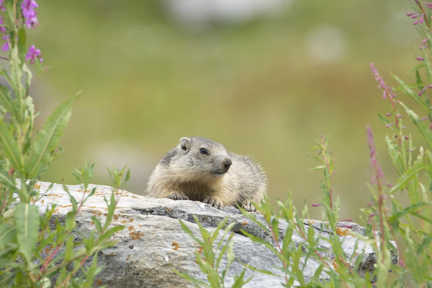 Marmotte