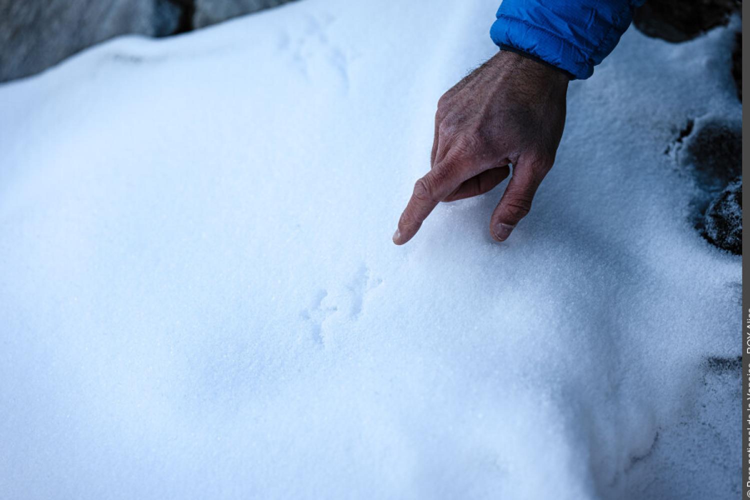 Trace de faune sauvage