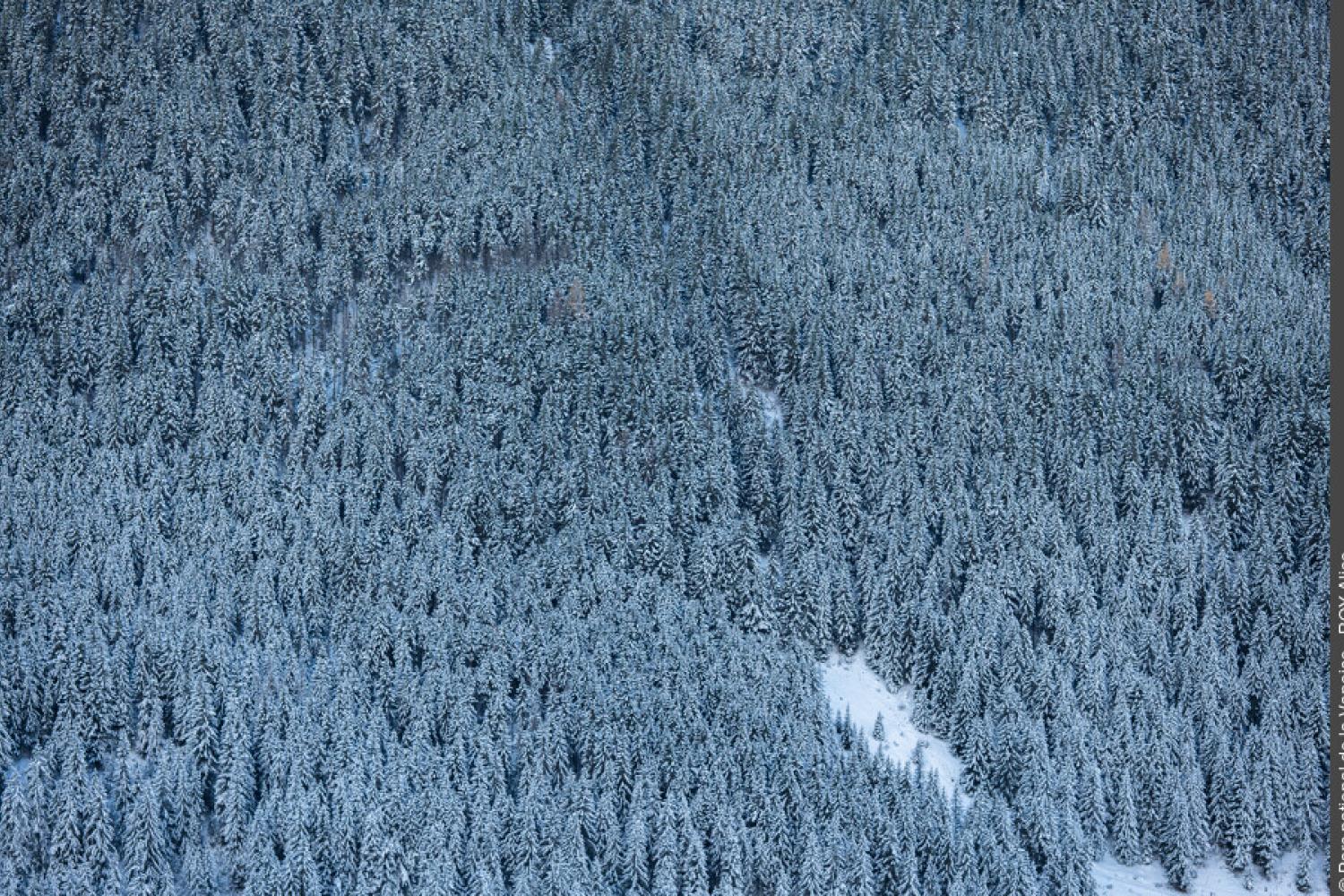 Forêt enneigée