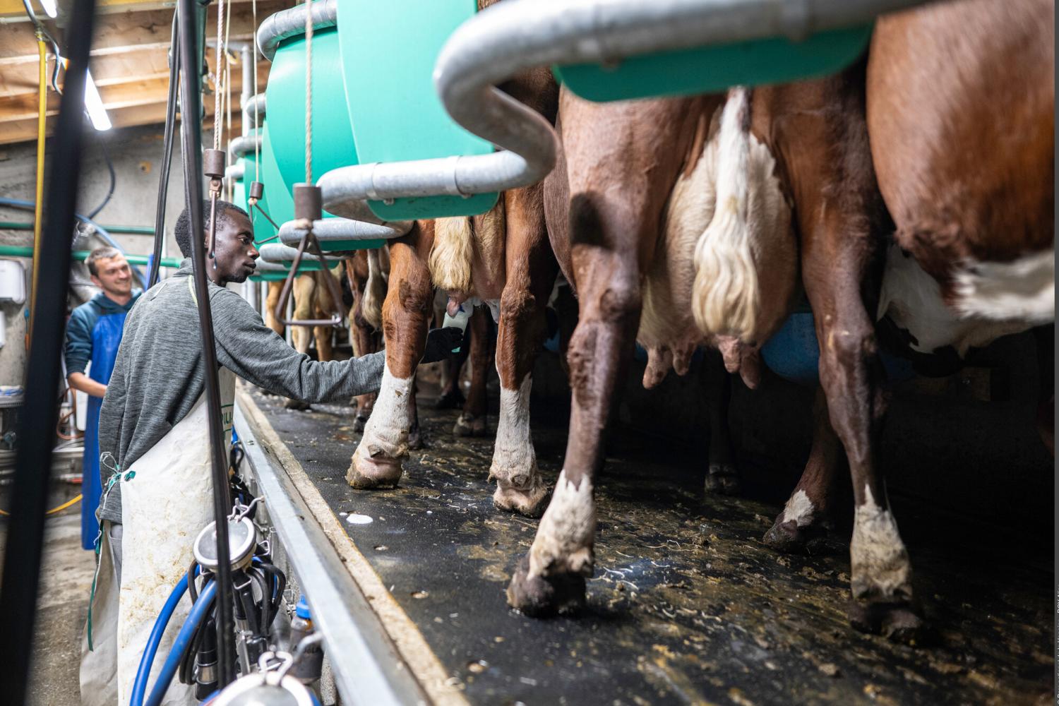 Traite des vaches