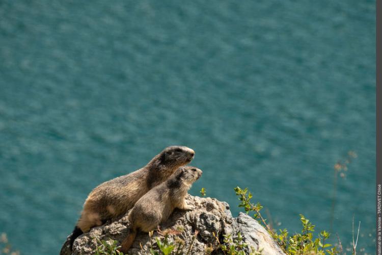marmottes - parc national de la vanoise