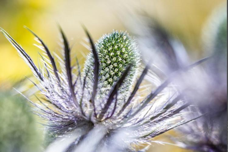 Les super pouvoirs des fleurs - Parc national de la Vanoise_Val-Cenis