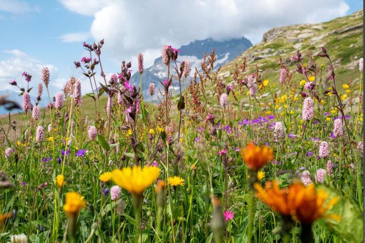 A la découverte des fleurs - Power Flower !_Val-Cenis