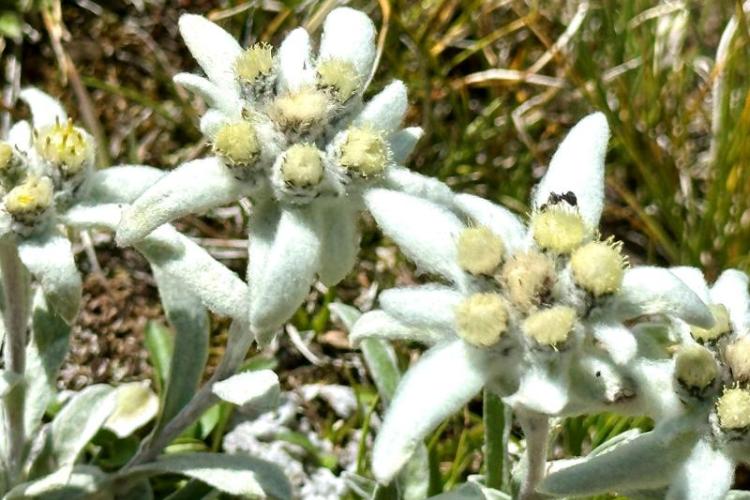 Balade "botanique et bien-être zen"_Val-d'Isère - Edelweiss